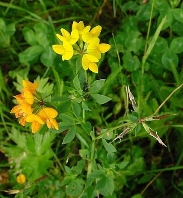 Garden bird's-foot-trefoil Garden bird's-foot-trefoil