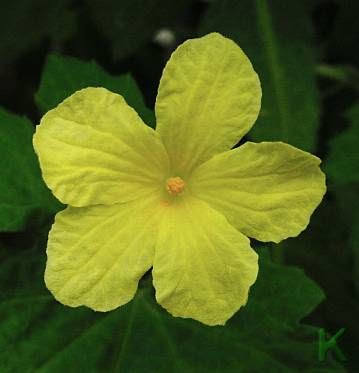 Balsam-apple Balsam-apple