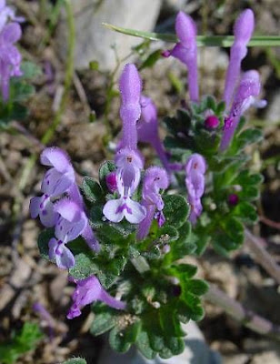Lamium amplexicaule L.
