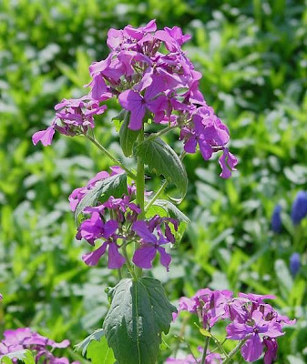 Annual honesty Annual honesty