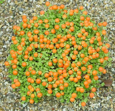 Beadplant Beadplant