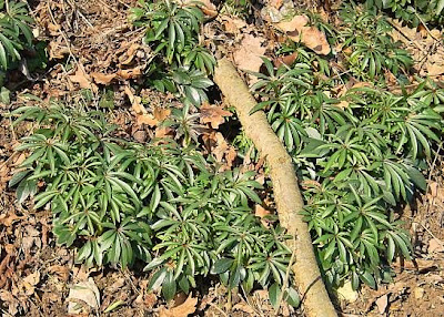 Helleborus foetidus L.