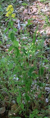 Hairy St. John's-wort