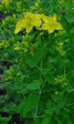 Common St. Johnswort Common St. Johnswort