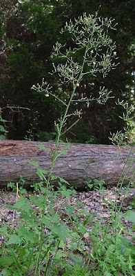 Lactuca muralis,
,
Lattuga dei boschi,
wall-lettuce