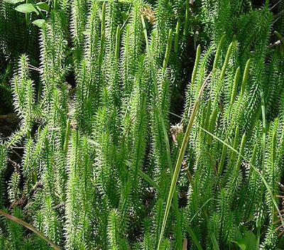 Clubmoss Clubmoss