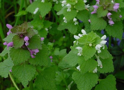 Lamium purpureum L.