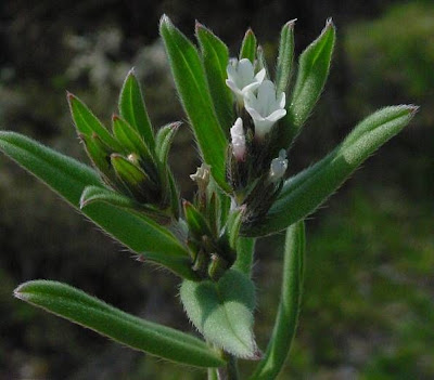 Field gromwell