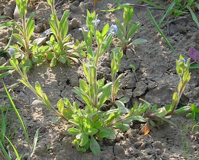 Field forget-me-not