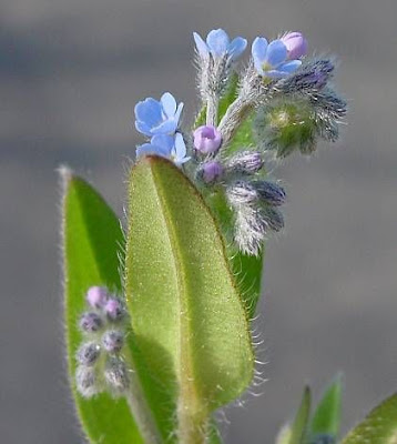 Field forget-me-not