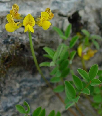Horseshoe-vetch