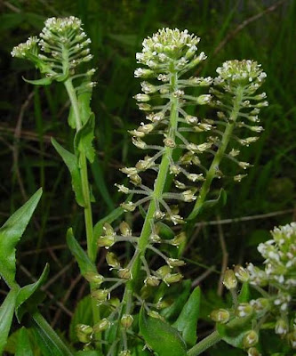 Bastard cress