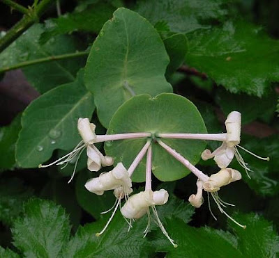 Lonicera caprifolium L.