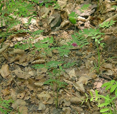 Cicerchia nera Cicerchia nera