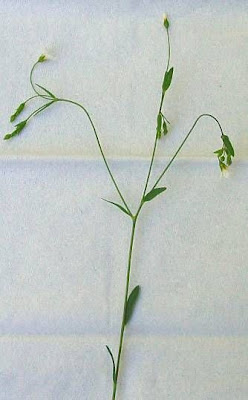 Fairy flax Fairy flax