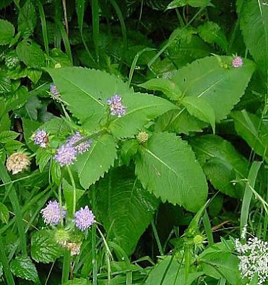 Knautia dipsacifolia,
Ambretta occidentale,
Wood Scabious