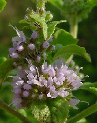 Mentha arvensis L. subhyb. veronensis Lebeau