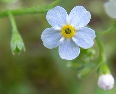 Broad Leaved Forget Me Not Broad Leaved Forget Me Not