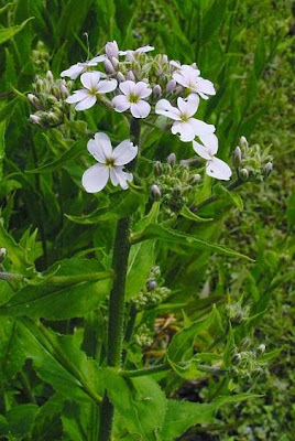 Arragone Arragone