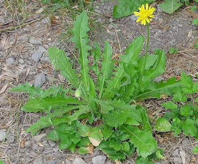Bristly hawkbit Bristly hawkbit