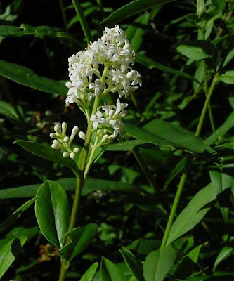European privet