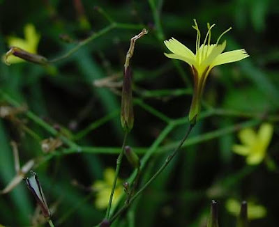 Lactuca muralis,
,
Lattuga dei boschi,
wall-lettuce