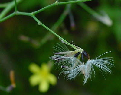 Lactuca muralis,
,
Lattuga dei boschi,
wall-lettuce