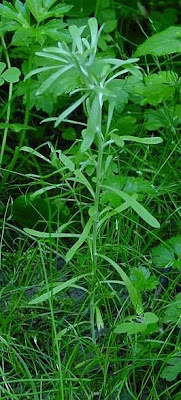 Low cudweed