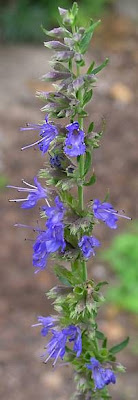 Hyssopus officinalis L.