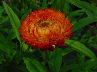 Bracted strawflower Bracted strawflower