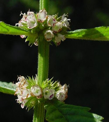 Gipsywort