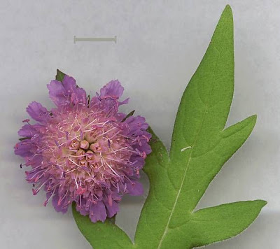 Knautia arvensis,
Acker - Witwenblume,
Ambretta comune,
bluebuttons,
erva-dos-prados,
escabiosa,
field scabiosa,
field-scabious,
gypsy's-rose,
knautie des champs,
scabieuse des champs,
Scabiosa