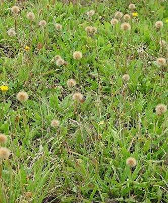 Bristly hawkbit Bristly hawkbit