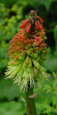 Kniphofia uvaria,
pokerplant,
Red Hot Poker,
red-hot-poker,
redhot poker,
Schoft-Fackelilie,
torch-lily,
torchflower