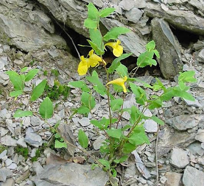 Balsam Balsam