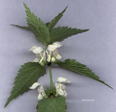 White-nettle White-nettle