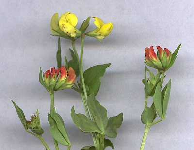Garden bird's-foot-trefoil Garden bird's-foot-trefoil