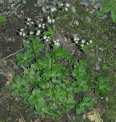European sanicle