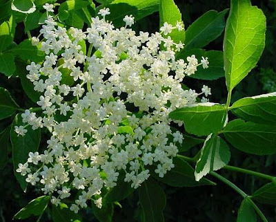 Elder