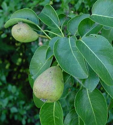 Common pear Common pear