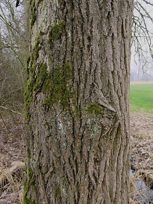 Black cottonwood Black cottonwood