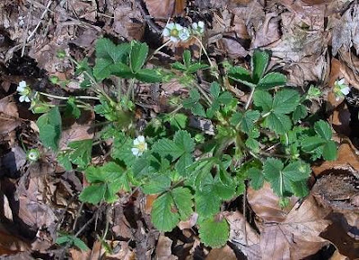 Barren Strawberry Barren Strawberry