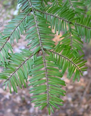 Oregon pine Oregon pine