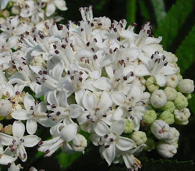 Danewort