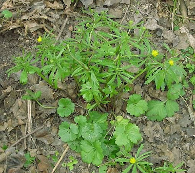 Goldilocks Buttercup Goldilocks Buttercup