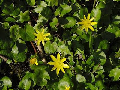 Ranunculus ficaria,
celedonia mayor,
erva-hemorroidal,
ficaire,
ficaire fausse renoncule,
fig buttercup,
lesser celandine,
pilewort,
Ranuncolo favagello,
Ranuncolo favagello maggiore,
renoncule ficaire,
Scharbockskraut