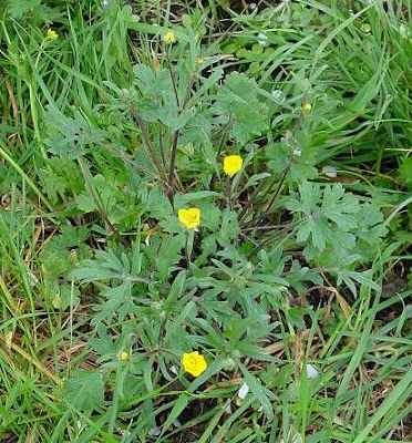 Ranunculus bulbosus L.