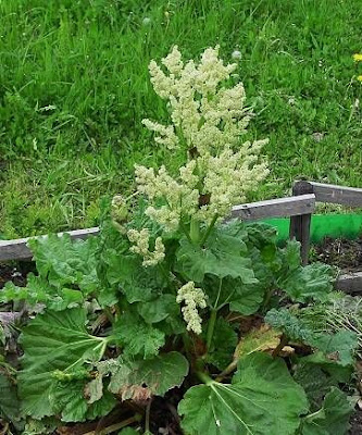 Garden rhubarb