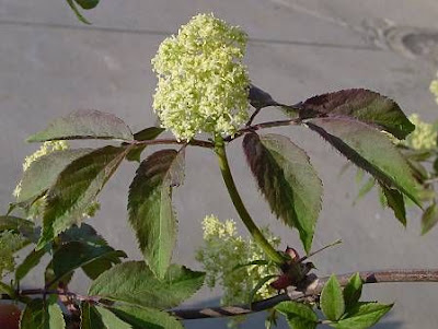 European red elder