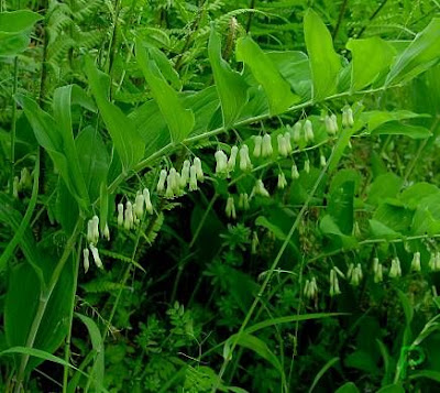 Eurasian Solomon's seal